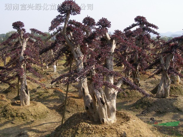 精品造型羅漢松.造型紅繼木.湖南造型苗木.造型枸骨樹(shù)...