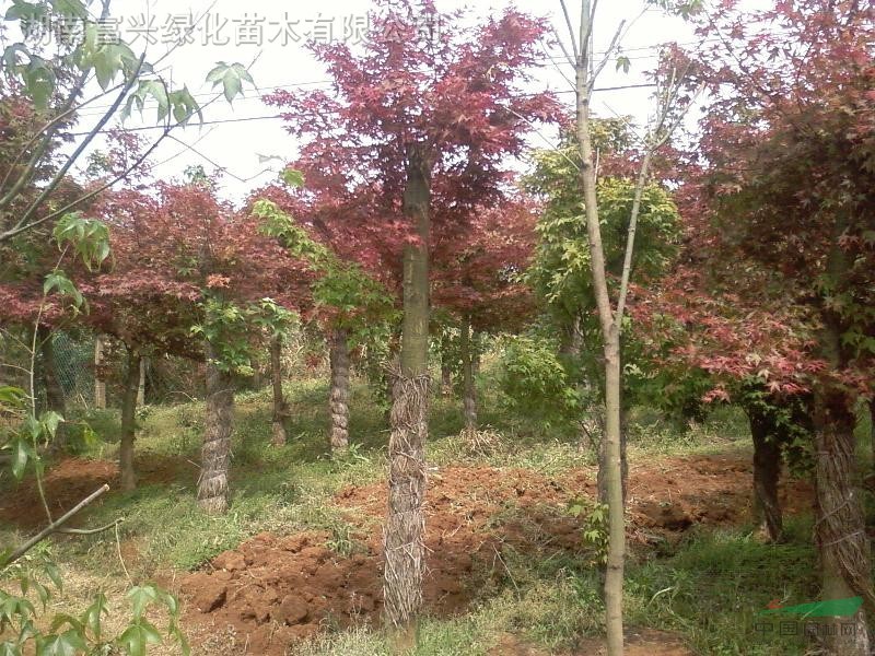 益陽骨架移植黃山欒樹,原生黃山欒樹，湖南長沙花木，湖南丹桂