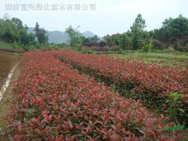 廣東，貴州，瀏陽，柏加，跳馬，長沙工程苗，湖南地栽茶梅茶梅球