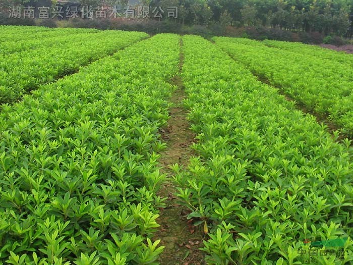 粉單竹，紅繼木，丹桂，杜鵑，小葉女貞等公園，別墅,小區(qū)用苗