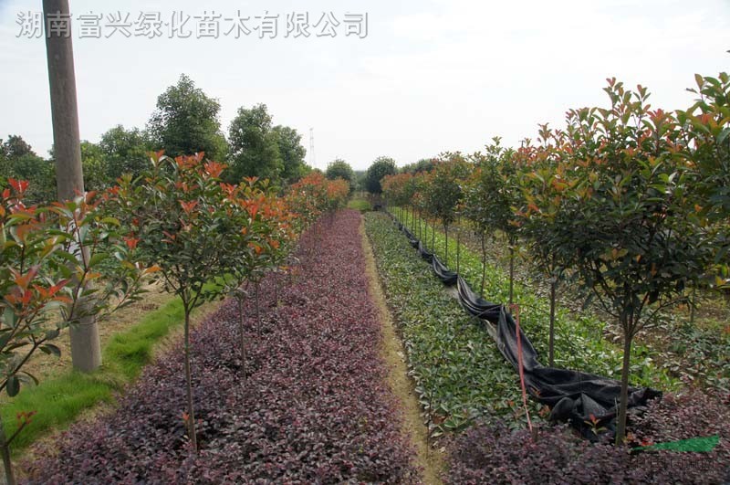 粉單竹，紅繼木，丹桂，杜鵑，小葉女貞等公園，別墅,小區(qū)用苗