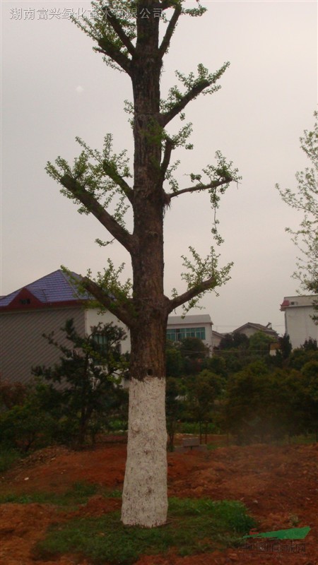 湖南，益陽(yáng)，湖北大規(guī)格香樟,大銀杏,大紫薇,大桂花等苗木