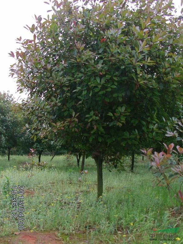 紅葉石楠、香樟