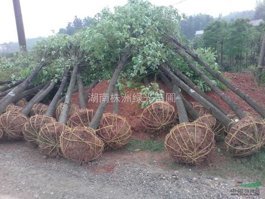 湖南株洲香樟供應(yīng),截桿香樟,寄生香樟,帶帽香樟