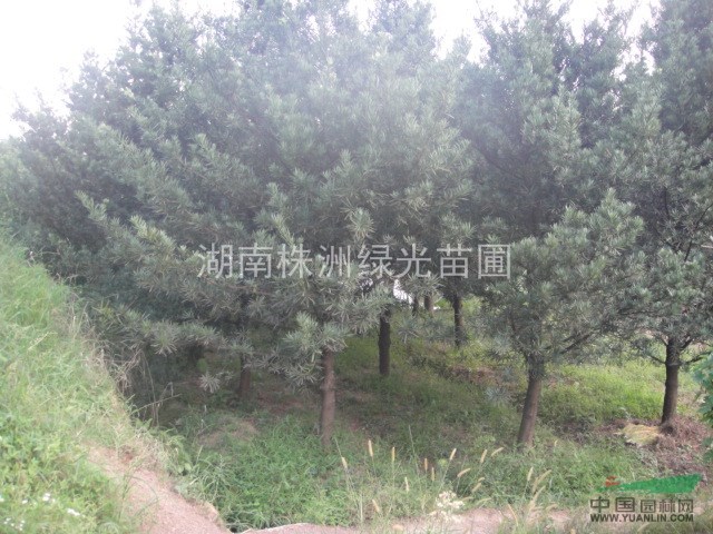 小羅漢松,8-10公分羅漢松,羅漢松價格,羅漢松自產(chǎn)自銷