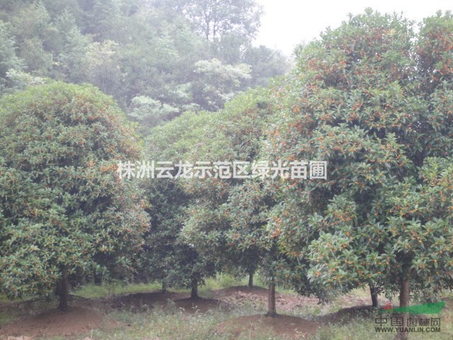 精品丹桂,精品桂花,桂花樹,桂花大樹,湖南桂花之鄉(xiāng)