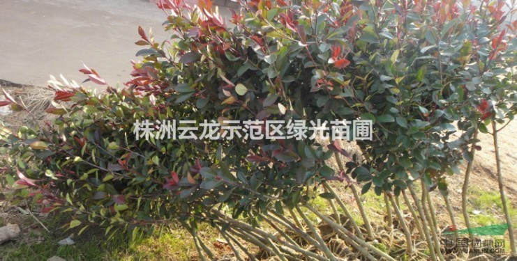 高桿紅葉石楠,湖南高桿紅葉石楠,6-8公分高桿紅葉石楠