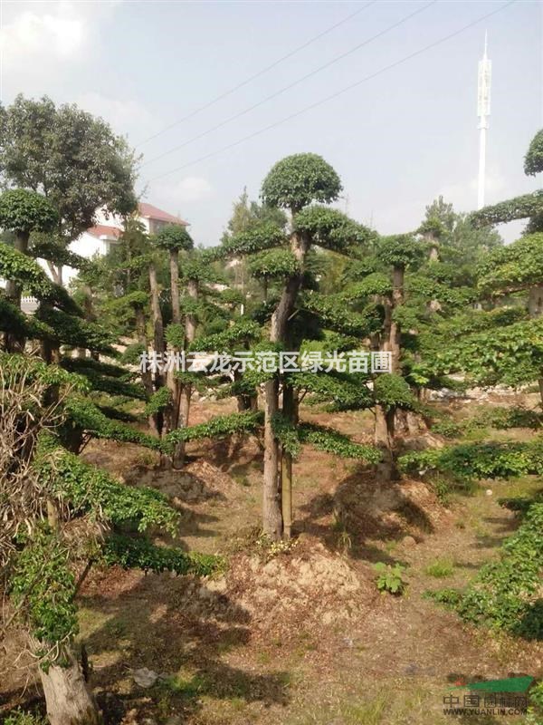 女貞,湖南女貞,湖南造型女貞,造型女貞樁景,造型女貞盆景