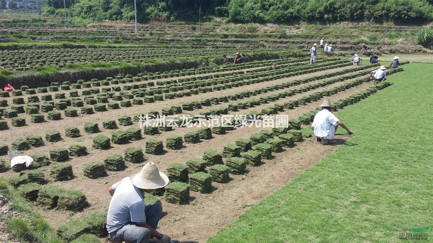 草皮,馬尼拉草皮,湖南草皮,草坪,湖南草坪,草皮產(chǎn)地