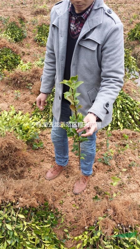 油茶樹,油茶盆苗,油茶袋苗,油茶基地,油茶產(chǎn)地,雜交油茶之鄉(xiāng)