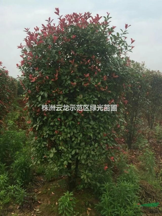 紅葉石楠柱,湖南紅葉石楠柱,造型紅葉石楠,紅葉石楠基地