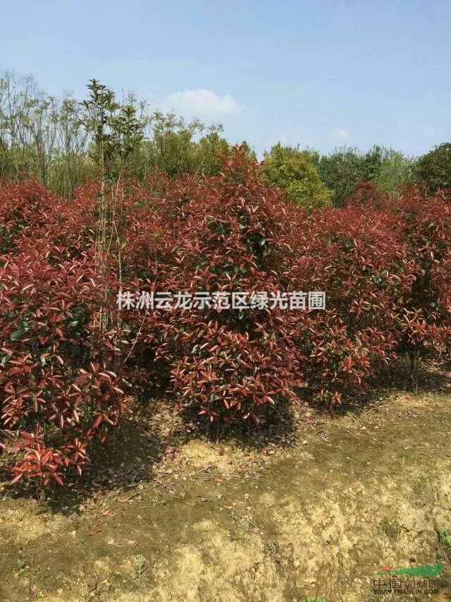 紅葉石楠柱,湖南紅葉石楠柱,造型紅葉石楠,紅葉石楠基地