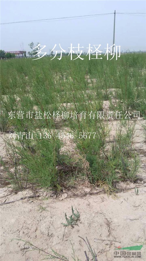 山東供應(yīng)500萬株三分枝檉柳
