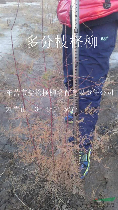 山東供應(yīng)500萬株三分枝檉柳