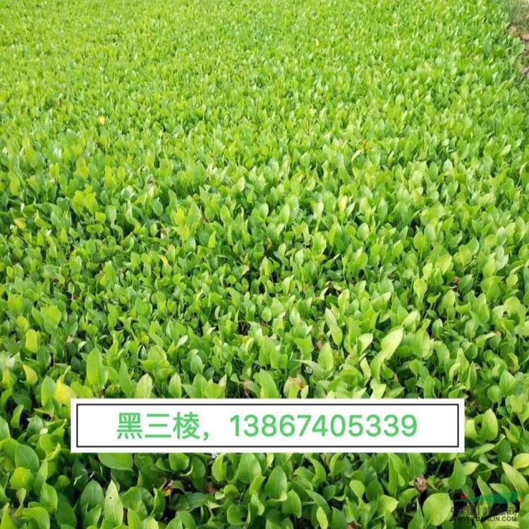黑三棱 黑三棱價格 