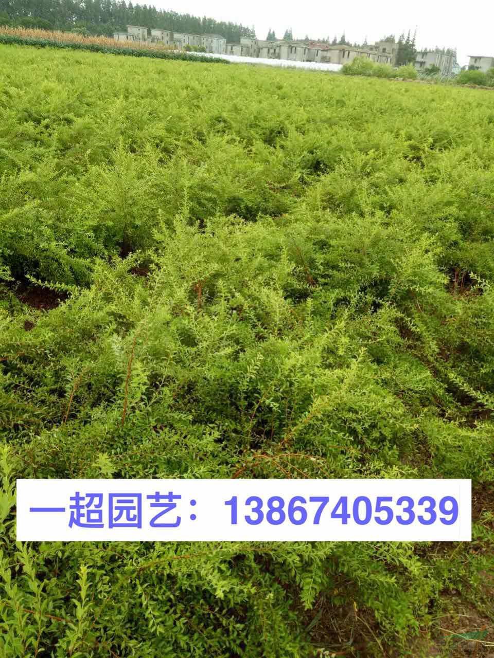 噴雪花 噴雪花小杯 噴雪花小苗 噴雪花大盆 噴雪花價格