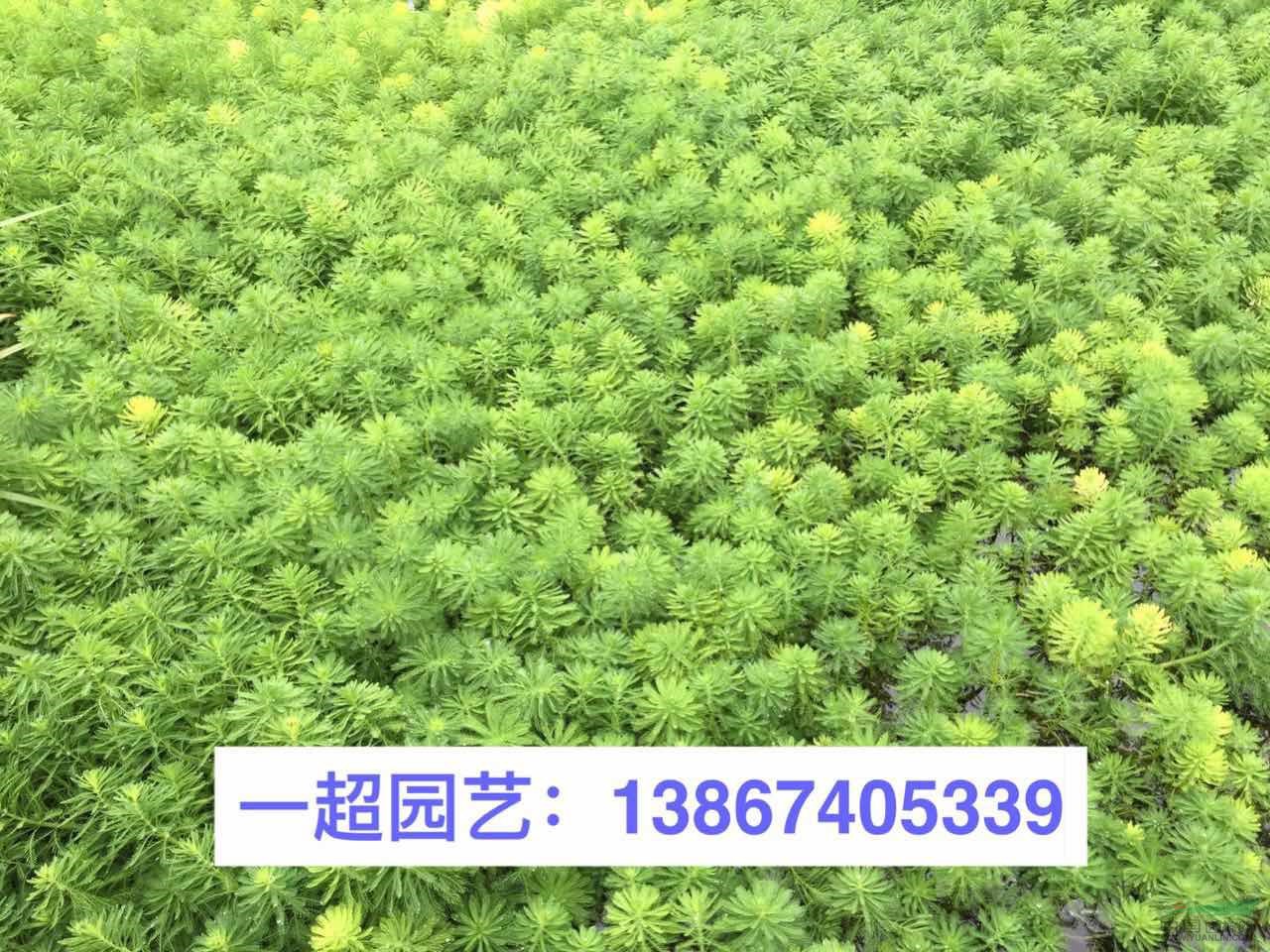 聚草 聚草產地直銷 聚草價格行情