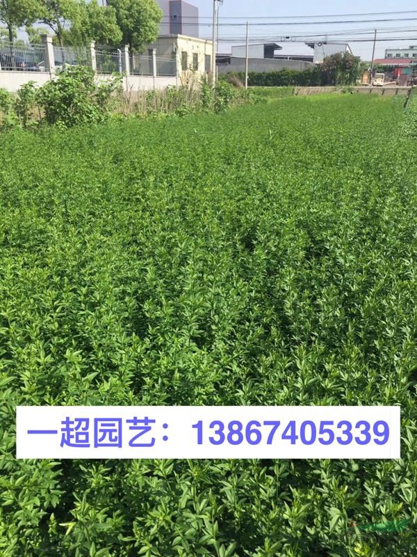 黃馨 黃馨小苗 精品黃馨價格