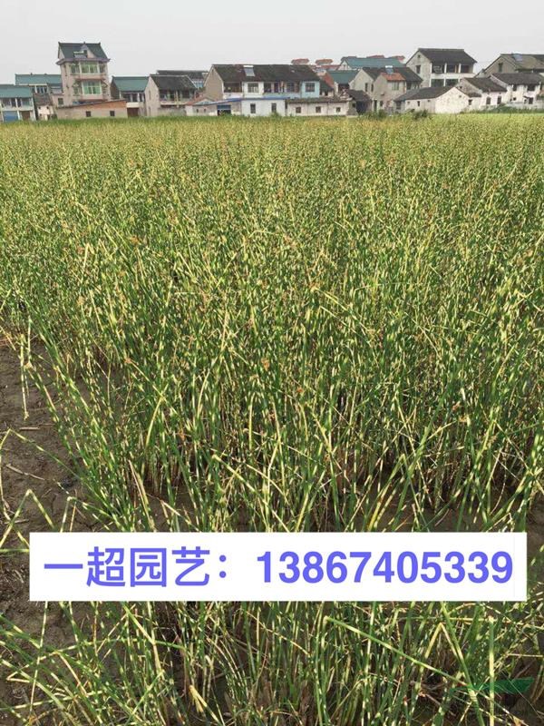 花葉水蔥 浙江花葉水蔥基地 花葉水蔥價格