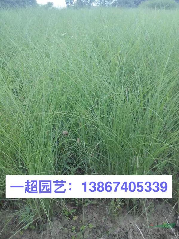 芒草 精品芒草直銷/浙江芒草批發 須芒草基地