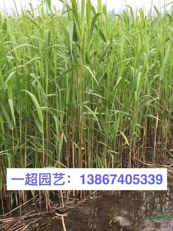蘆葦/青葉蘆葦 精品蘆葦批發(fā)