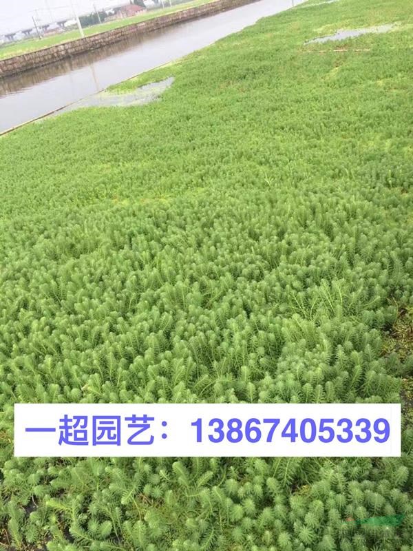 聚草 聚草產地直銷 聚草價格行情