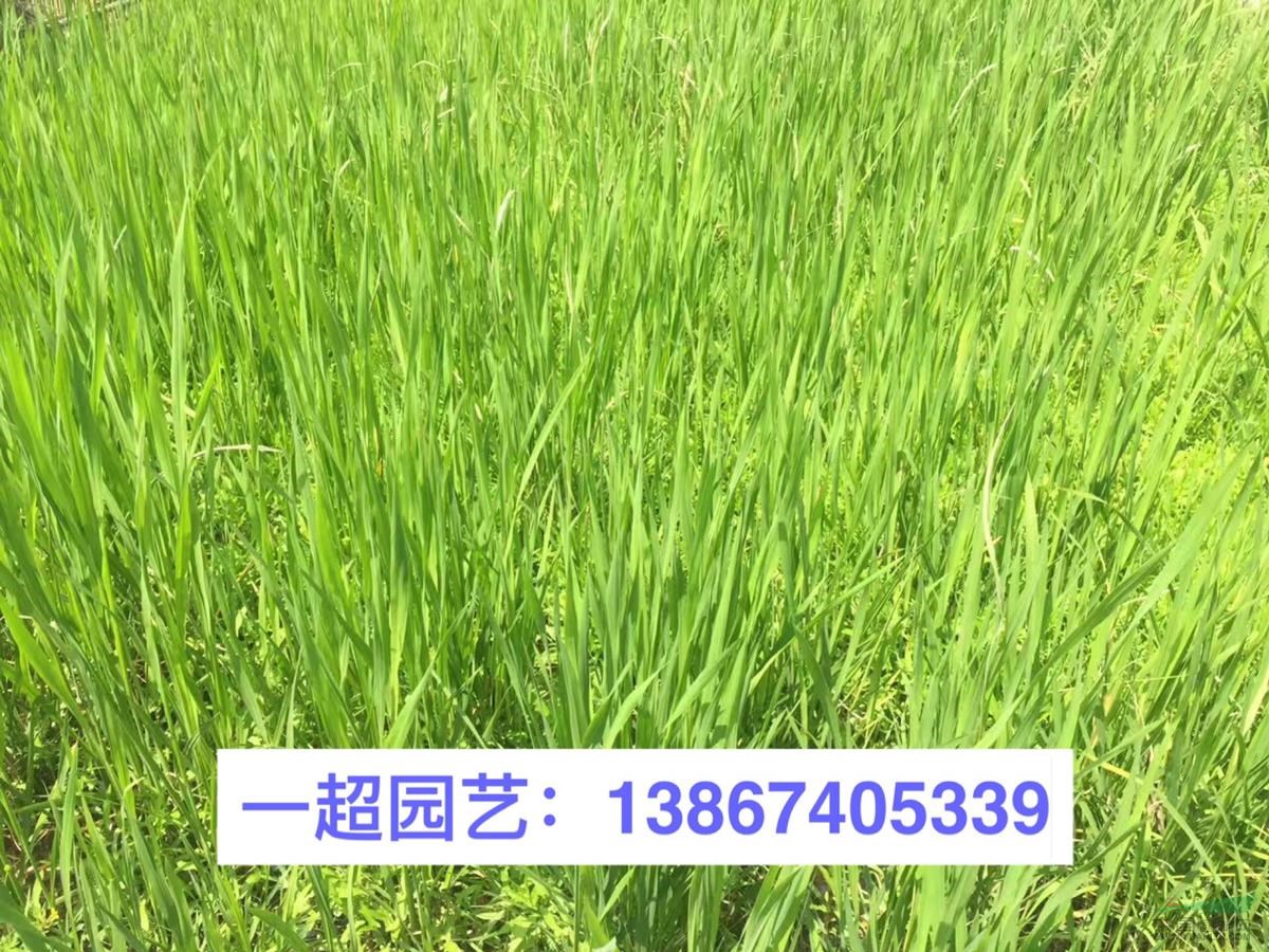 茭白、野茭白 茭白價格 品種齊全