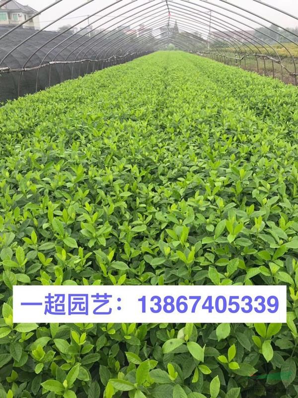 大葉梔子，精品大葉梔子小杯苗，大葉梔子大杯苗，大葉梔子毛球