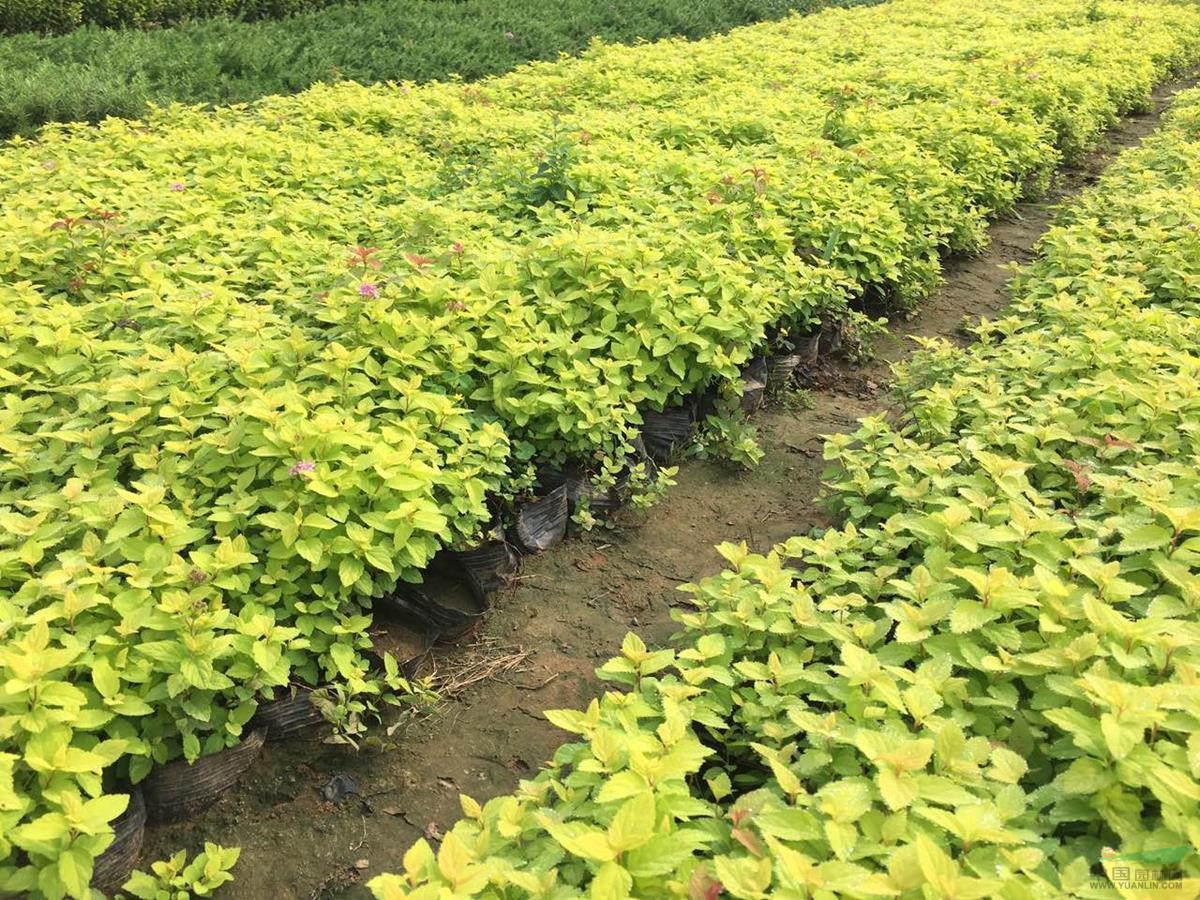 金山繡線菊 金山繡線菊批發(fā) 金山繡線菊基地價格