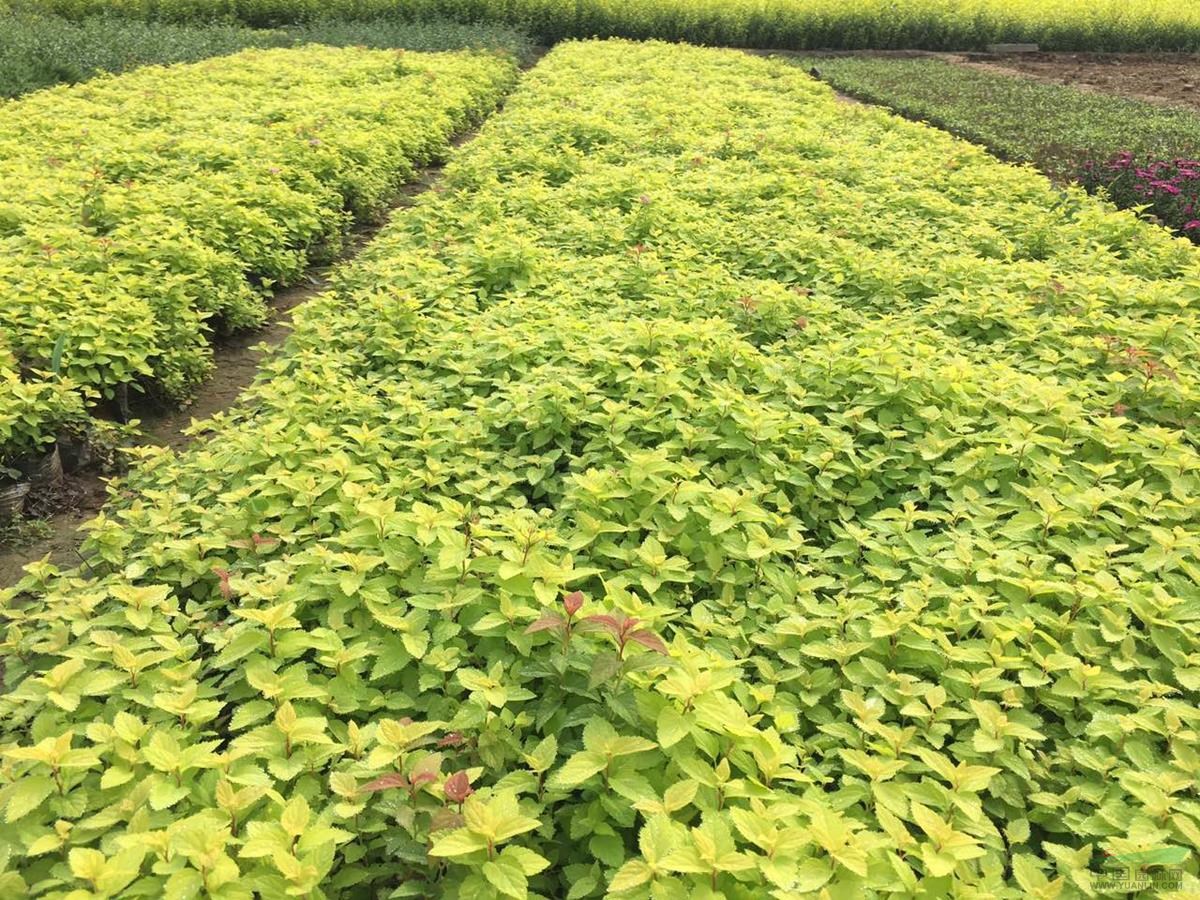 金山繡線菊 金山繡線菊批發(fā) 金山繡線菊基地價格