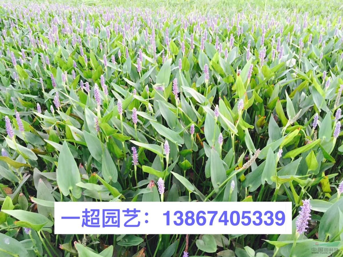 海壽花 海壽花價格