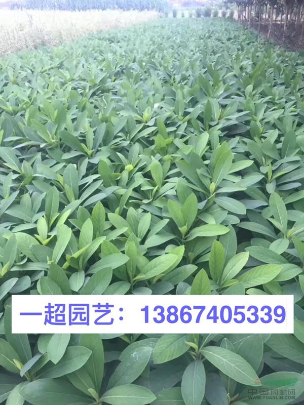 結香 結香小苗 結香毛球 結香球 結香價格