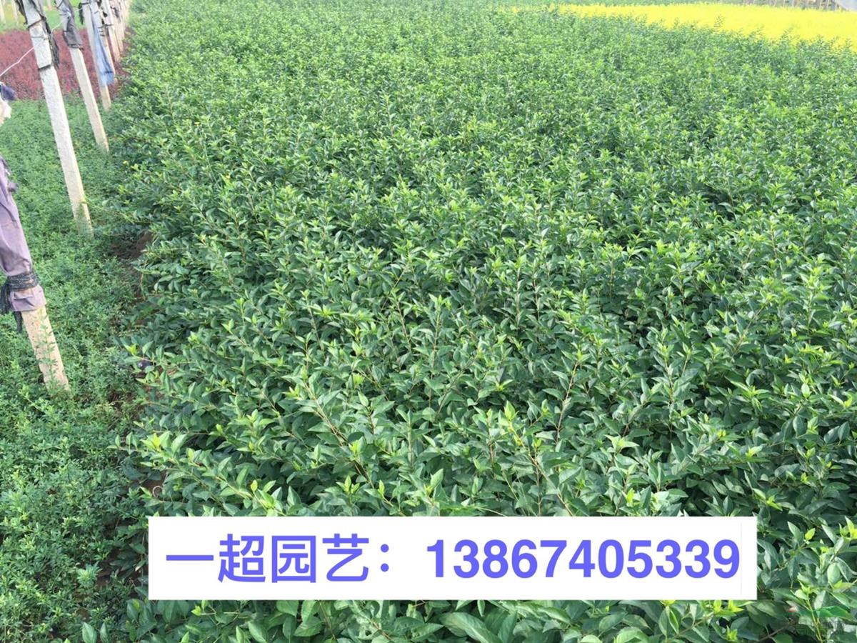 連翹 花葉連翹 金葉連翹 連翹價格 花葉連翹批發