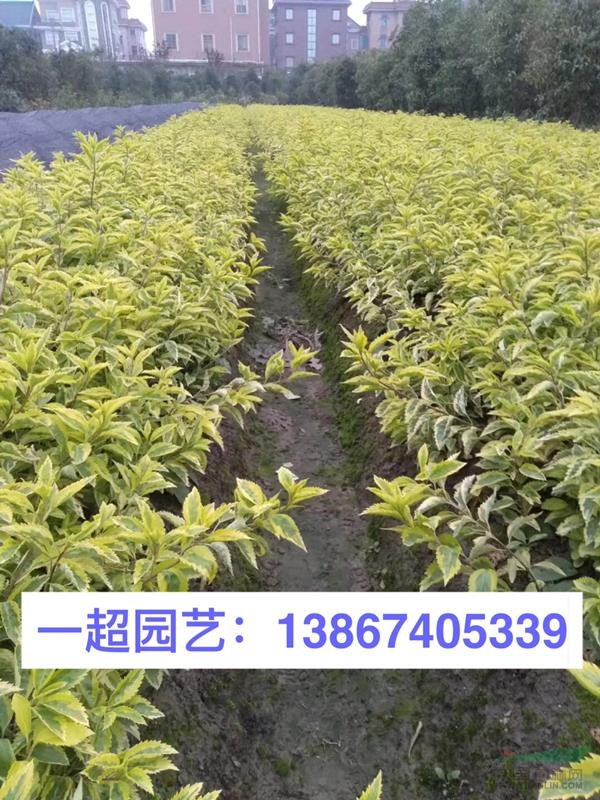 連翹 花葉連翹 金葉連翹 連翹價格 花葉連翹批發