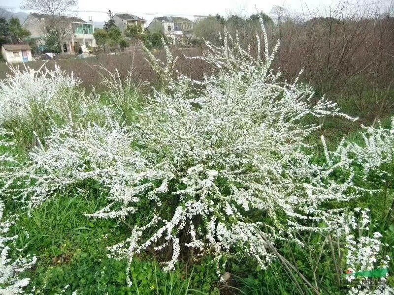 噴雪花 噴雪花小杯 噴雪花小苗 噴雪花大盆 噴雪花價格