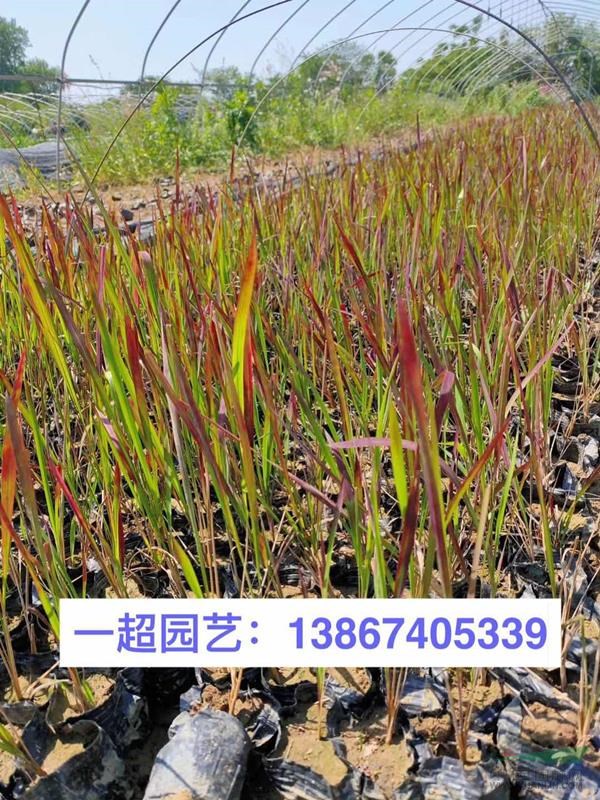 血草 日本血草 血草小杯苗 精品血草批發