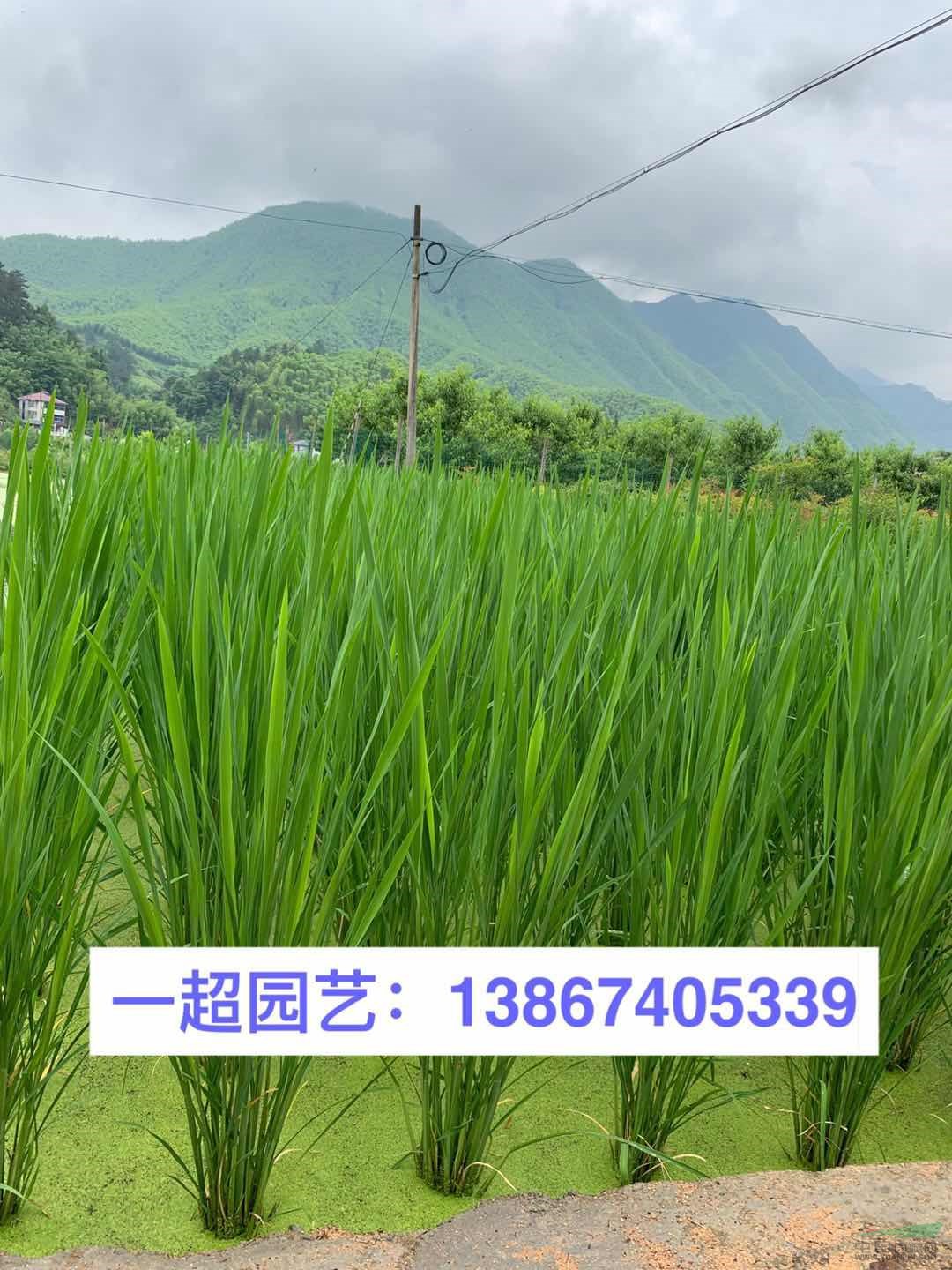 茭白、野茭白 茭白價格 品種齊全