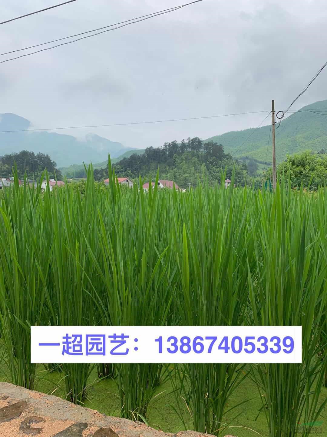 茭白、野茭白 茭白價格 品種齊全