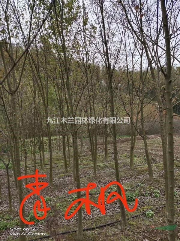 青楓