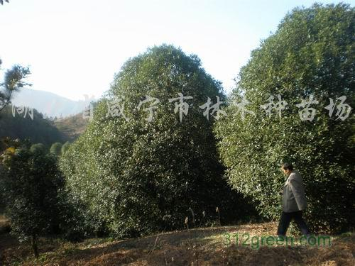 樟树、广玉兰，马褂木，朴树，红果冬青，樱花等