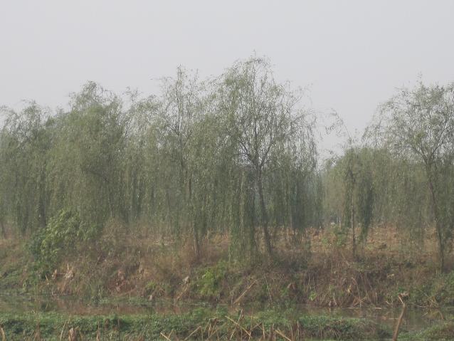 垂柳