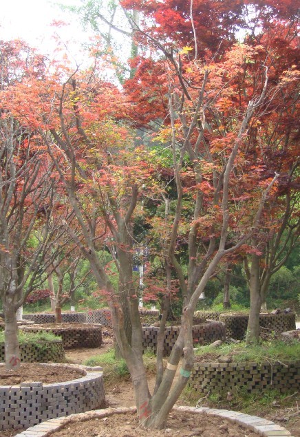 罗汉松、红枫、乐昌含笑、杜英、香樟、四季桂等