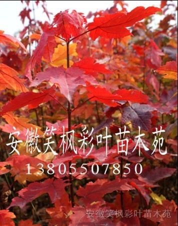 美國紅楓