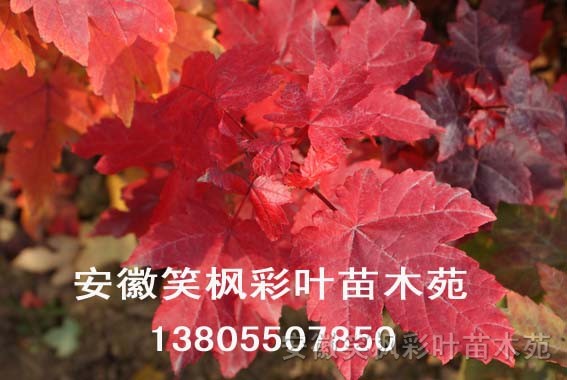 美國紅楓