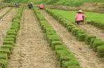 馬尼拉草皮、紅桎木、金葉女貞、桂花苗、杜鵑苗