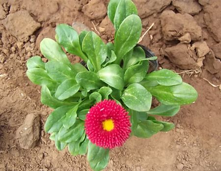 雛菊