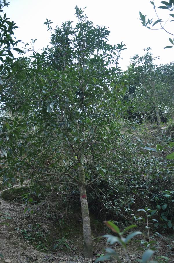桂花樹