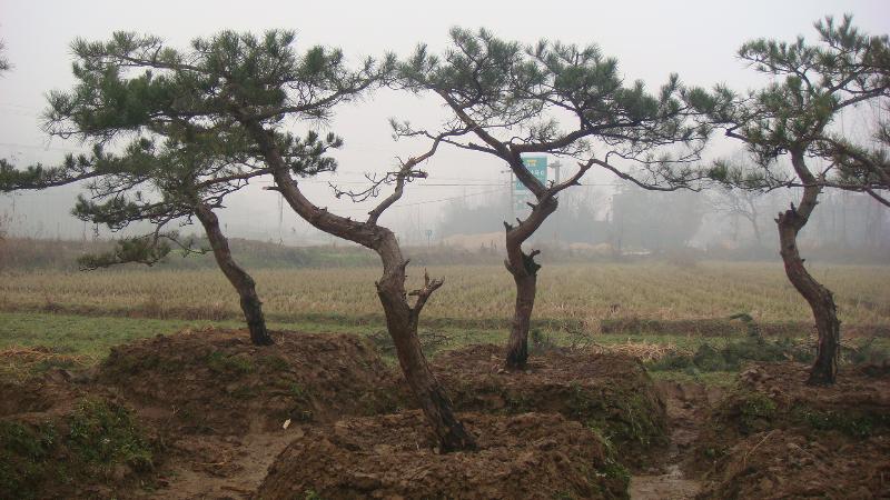 造型黑松