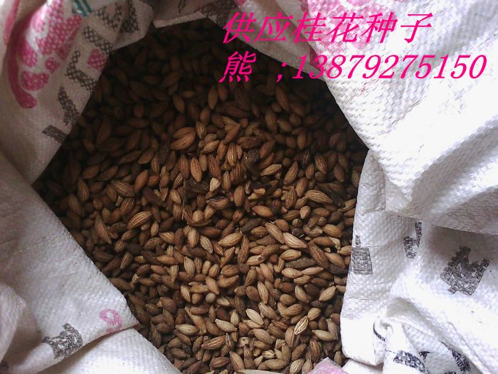 小葉雞爪槭種子