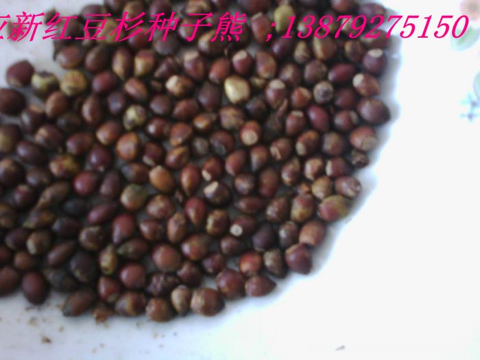 小葉雞爪槭種子